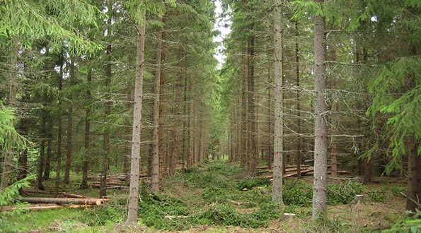Gallringsskog